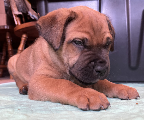 Medium Photo #44 Boerboel-Cane Corso Mix Puppy For Sale in MARION, OH, USA