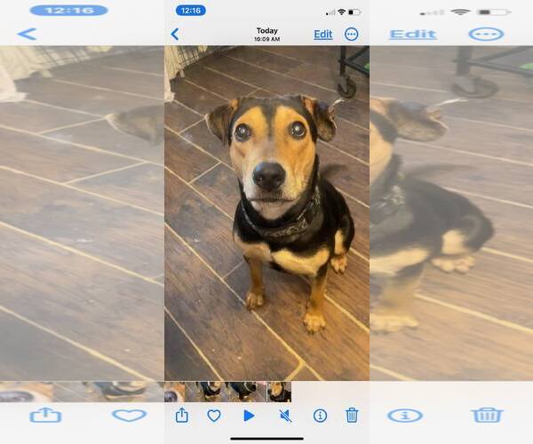 Medium Photo #6 Mutt Puppy For Sale in Holly Springs, NC, USA