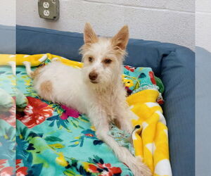 Havanese-Unknown Mix Dogs for adoption in York, SC, USA