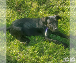 Small #4 Labrador Retriever Mix
