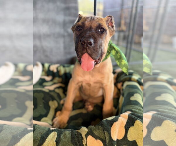 Medium Photo #4 Mutt Puppy For Sale in Goodyear, AZ, USA