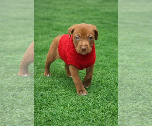 Medium Photo #8 Mutt Puppy For Sale in Euless, TX, USA