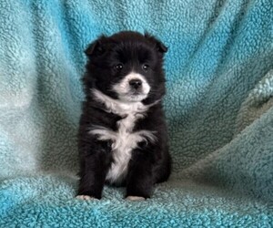 Pomeranian Puppy for sale in CURTISS, WI, USA