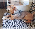 Small #1 Beagle-Chihuahua Mix