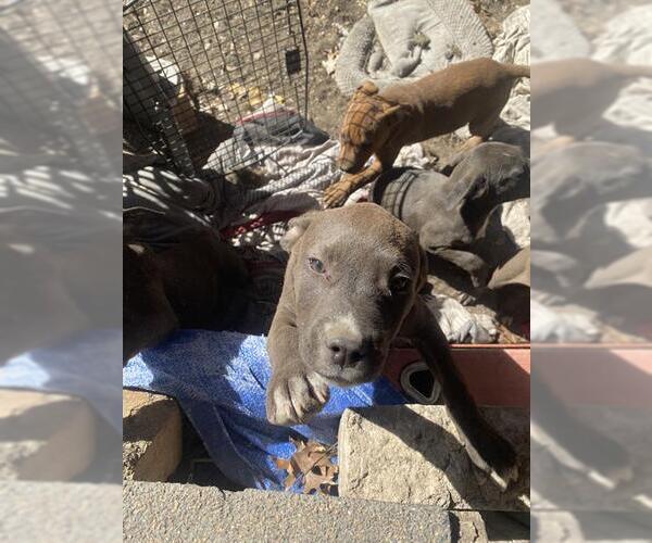 Medium Photo #1 American Staffordshire Terrier Puppy For Sale in San Antonio, TX, USA