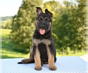 German Shepherd Dog Puppy for sale in MILLERSBURG, OH, USA