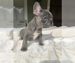 Small Photo #2 French Bulldog Puppy For Sale in GRETNA, LA, USA