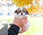 Small Photo #36 Shih Tzu Puppy For Sale in SYRACUSE, IN, USA