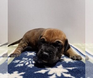 Presa Canario Puppy for sale in ATL, GA, USA