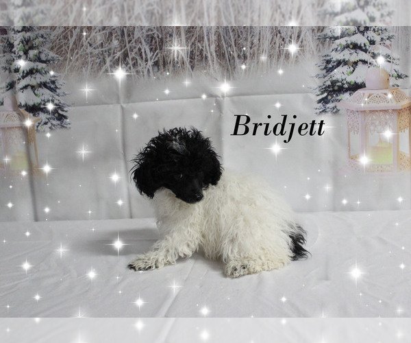 Medium Photo #27 Poodle (Toy) Puppy For Sale in CHANUTE, KS, USA