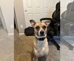 Small Boxador