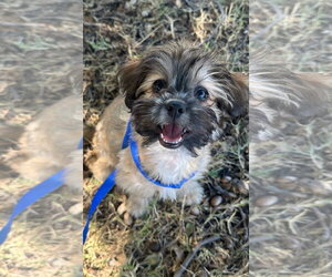 Hava-Apso Dogs for adoption in Grafton, WI, USA