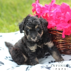 Poodle (Miniature) Puppy for sale in GAP, PA, USA
