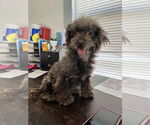 Small #2 Poodle (Miniature) Mix