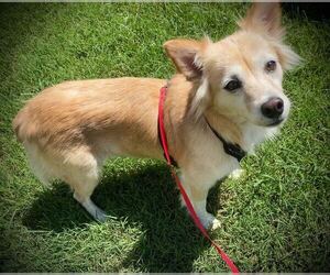 Sadie May 26 - Female Golden Retriever-Unknown Mix Dog for Adoption - Photo #7