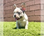 Small Photo #58 French Bulldog Puppy For Sale in DETROIT, MI, USA