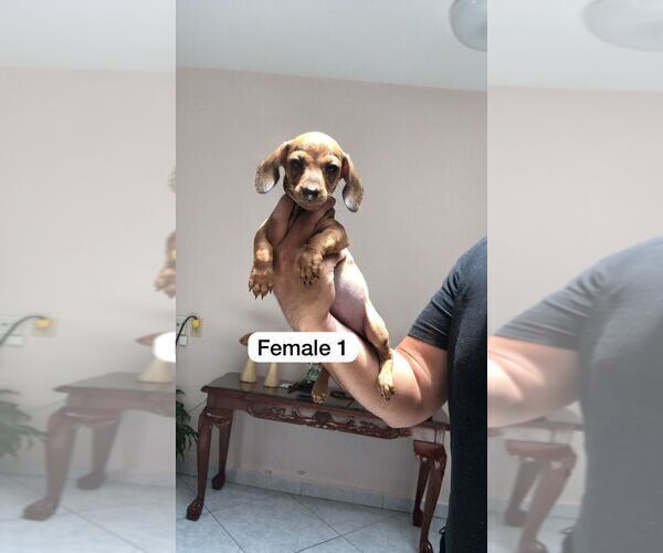 Medium Photo #9 Dachshund Puppy For Sale in LA MESA, CA, USA