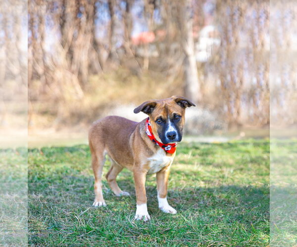 Medium Photo #14 Mutt Puppy For Sale in Unionville, PA, USA