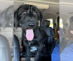 Small #4 Miniature Labradoodle
