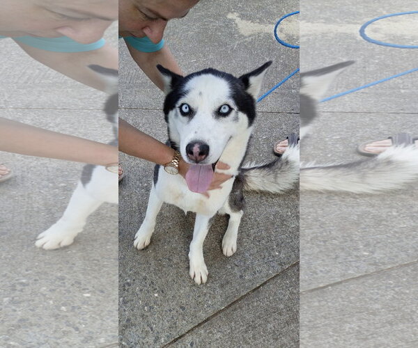 Medium Photo #2 Siberian Husky Puppy For Sale in Cumming, GA, USA