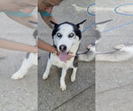 Small #1 Siberian Husky