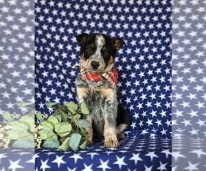 Australian Cattle Dog Puppy for sale in CONESTOGA, PA, USA