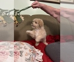 Small Photo #2 Shih-Poo Puppy For Sale in STANTON, MI, USA