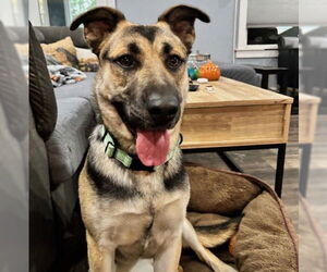 German Shepherd Dog-Unknown Mix Dogs for adoption in Brooklyn Center, MN, USA