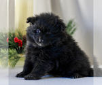 Small #2 Pomeranian