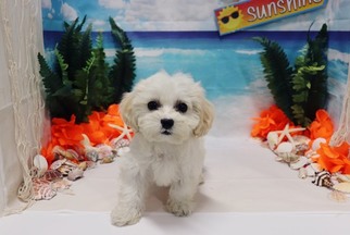 Cavapoo Puppy for sale in LAS VEGAS, NV, USA