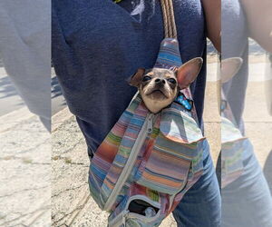 Astro - Male Chihuahua-Unknown Mix Dog for Adoption - Photo #2