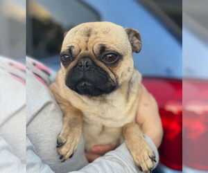 Pug Dogs for adoption in Dana Point, CA, USA