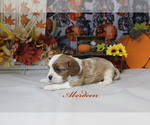 Small Photo #4 Cavalier King Charles Spaniel Puppy For Sale in CHANUTE, KS, USA