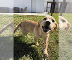 Hawaii : Hanalei - Female Labrador Retriever-Unknown Mix Dog for Adoption - Small photo