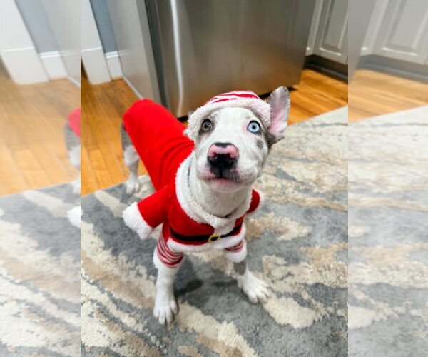 Medium Photo #7 Great Dane-Neapolitan Mastiff Mix Puppy For Sale in Huntersville, NC, USA