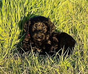 Medium Goldendoodle