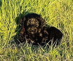 Small Goldendoodle