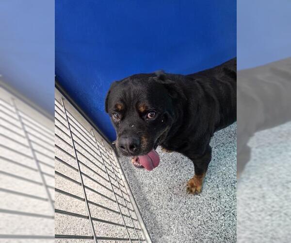 Medium Photo #1 Rottweiler Puppy For Sale in Palmetto, FL, USA