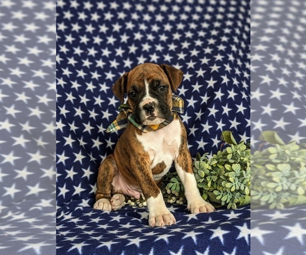 Medium Photo #4 Boxer Puppy For Sale in KIRKWOOD, PA, USA