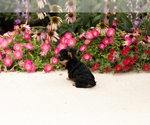Small #6 Yorkshire Terrier