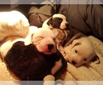 Small Photo #113 American Pit Bull Terrier-Labrador Retriever Mix Puppy For Sale in MOORESBORO, NC, USA