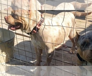 American Bully Dogs for adoption in LITTLE ELM, TX, USA