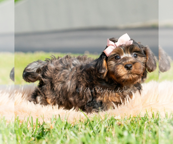 Medium Photo #3 Maltipoo (Toy) Puppy For Sale in WARSAW, IN, USA