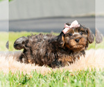 Small Photo #30 Maltipoo (Toy) Puppy For Sale in WARSAW, IN, USA