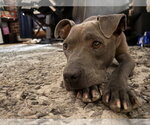Small #2 Mutt
