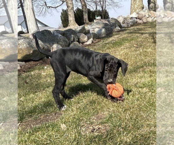 Medium Photo #2 Great Dane Puppy For Sale in MIDDLEBURY, IN, USA