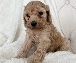 Small Photo #3 Cock-A-Poo Puppy For Sale in CONCORD, NC, USA