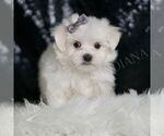 Small Photo #31 Maltese Puppy For Sale in WARSAW, IN, USA