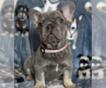 Small Photo #1 French Bulldog Puppy For Sale in SACRAMENTO, CA, USA