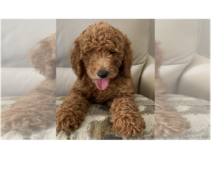 Goldendoodle (Miniature) Puppy for sale in MACOMB, MI, USA